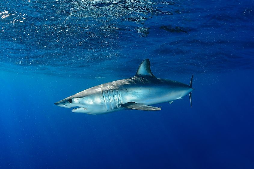 A shortfin mako shark (Isurus oxyrinchus)