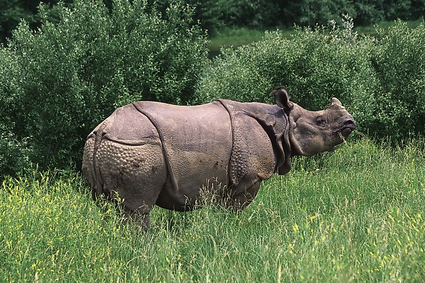 Indian Rhino eating grass