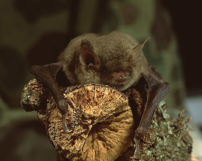 A little brown bat (Myotis Lucifugus)