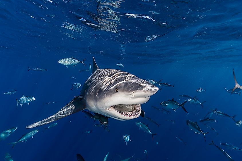 A bull shark (Carcharhinus leucas)