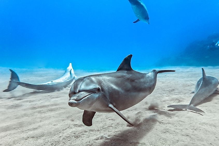 A bottlenose dolphin (Tursiops truncatus)