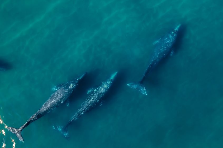 A pod of gray whales