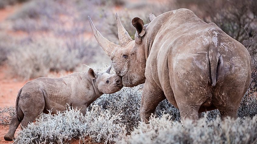 Adult and juvenile black rhino
