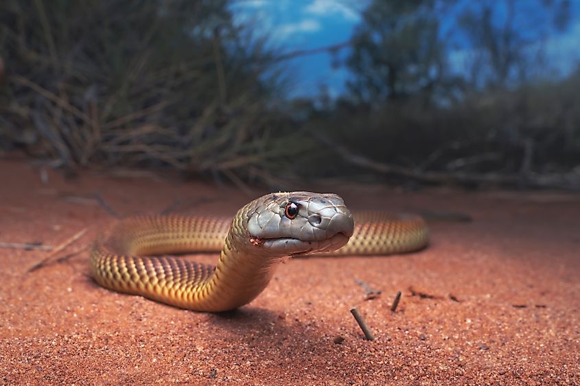 A juvenile mulga snake (Pseudechis australis)