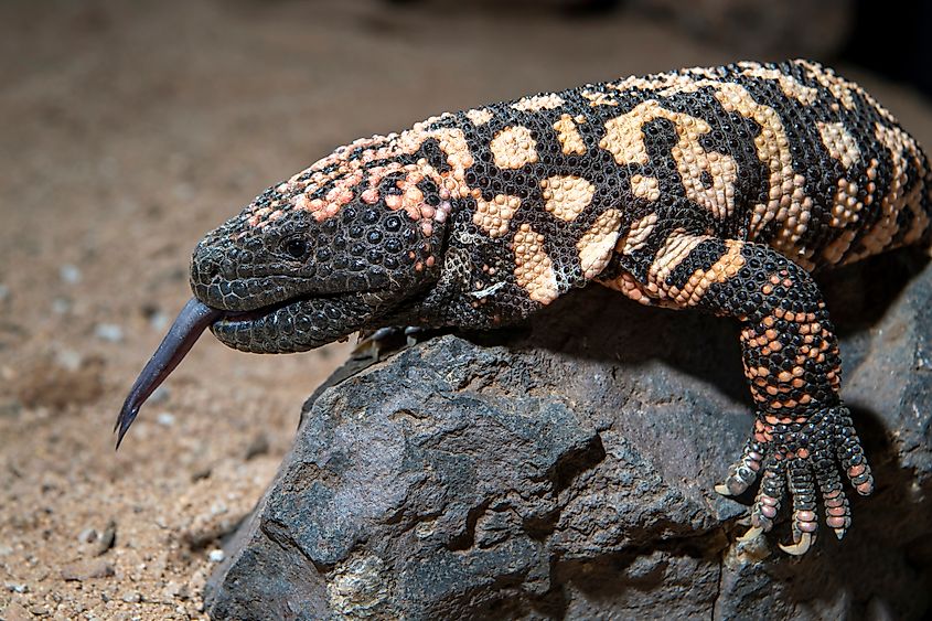 A Gila monster (Heloderma suspectum)