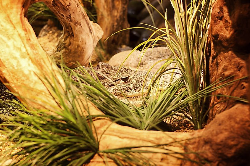 A Cuban crocodile makes itself at home. Via Shutterstock / Dreambig.