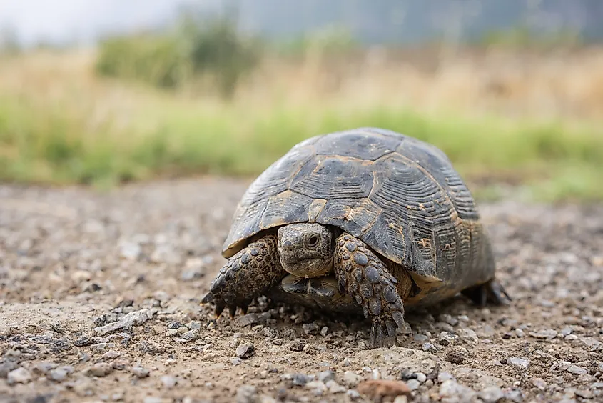 A gopher tortoise (Gopherus polyphemus)