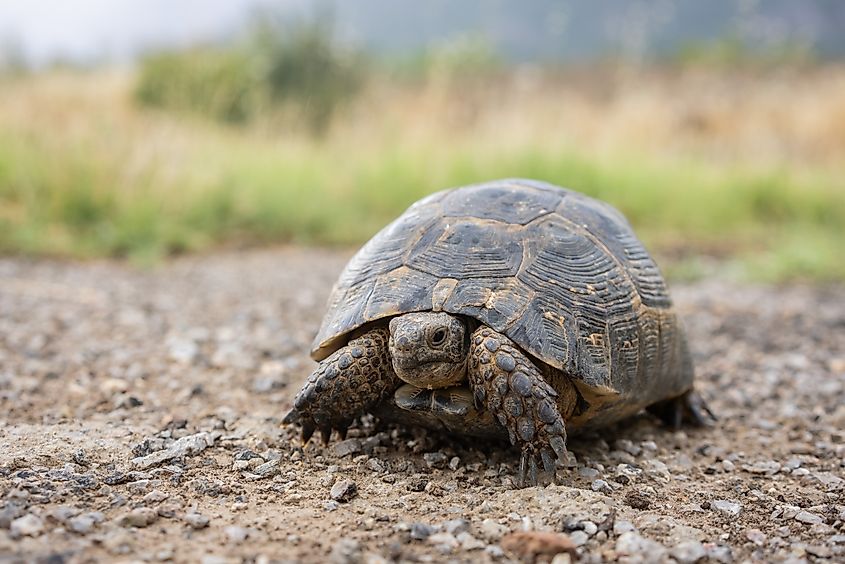 A gopher tortoise (Gopherus polyphemus) 