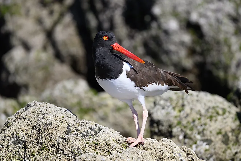 An American oystercatcher (Haematopus palliatus)