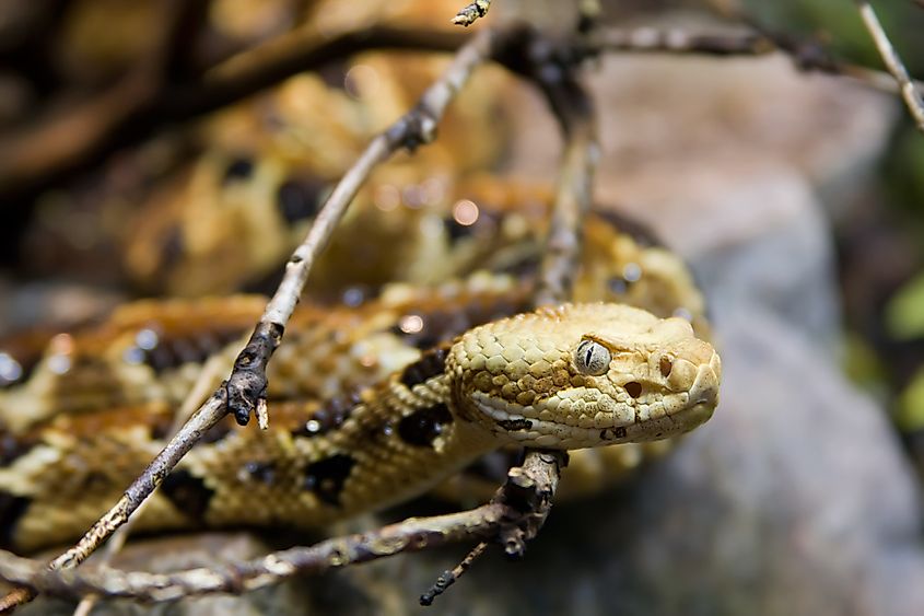 A Timber rattlesnake
