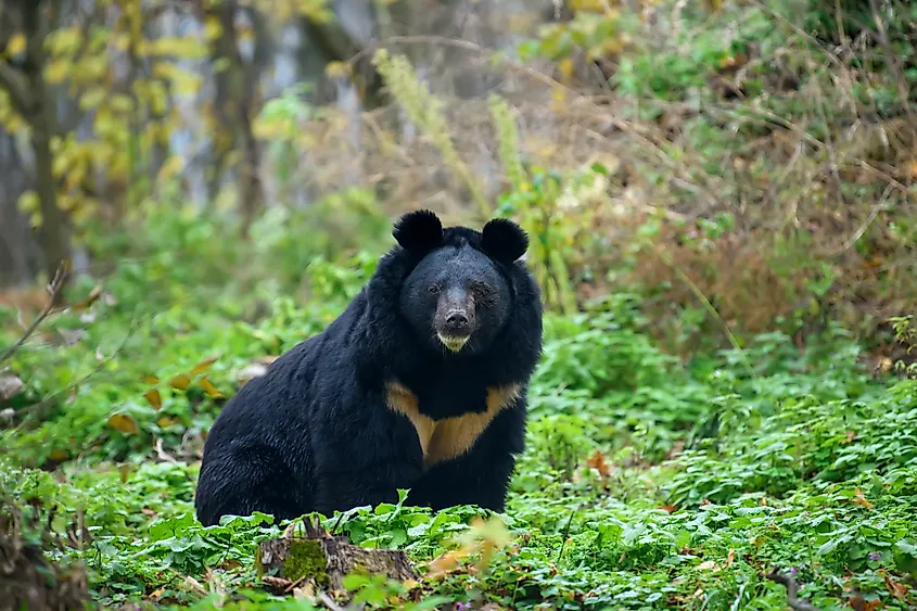 An Asian black bear (Ursus thibetanus)