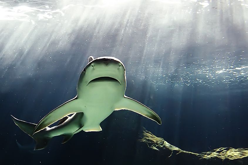 A bull shark swimming beneath sunlit water near the surface.