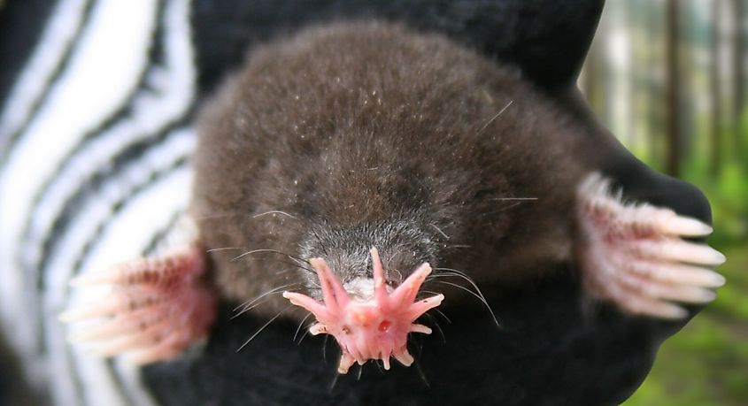 A star-nosed mole (Condylura cristata)