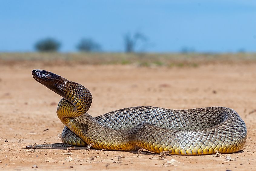 An Australian Inland taipan