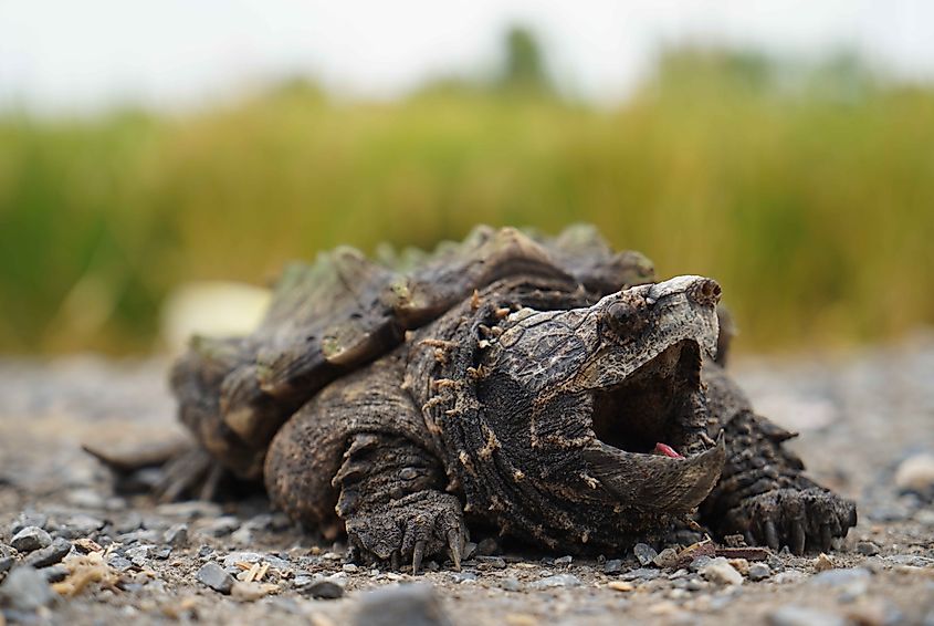 An alligator snapping turtle (Macrochelys temminckii)