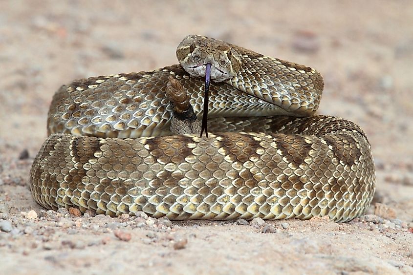 A Mojave rattlesnake, which brumates through the cold months.
