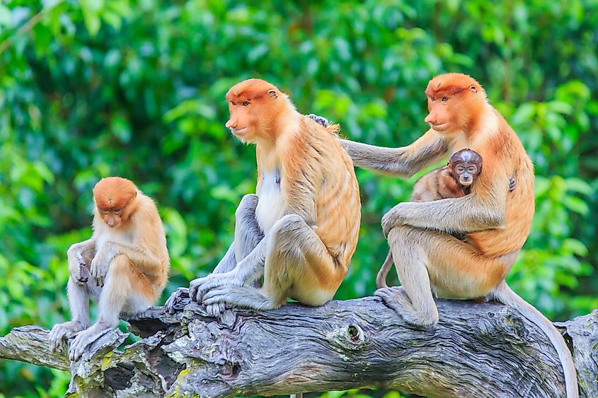 A proboscis monkey (Nasalis larvatus)