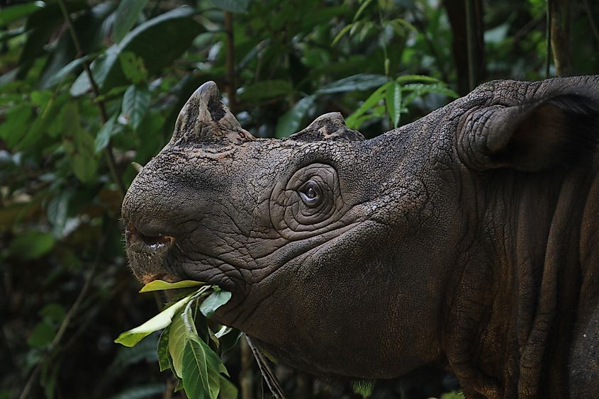 A Sumatran rhino (Dicerorhinus sumatrensis)