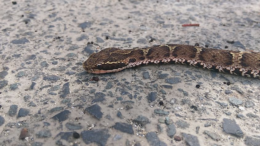 A mamushi (Gloydius blomhoffii)
