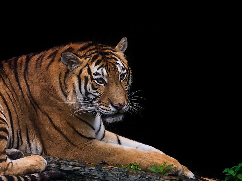 A South China tiger (Panthera tigris amoyensis)