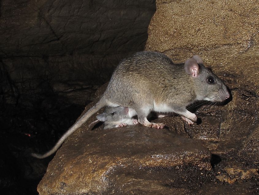 An Allegheny woodrat (Neotoma magister)