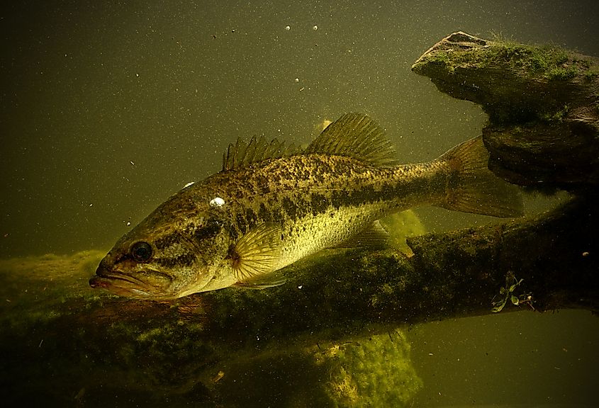 A largemouth bass (Micropterus nigricans)