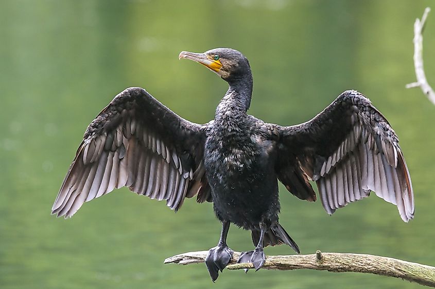 Cormorant bird perched