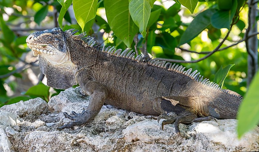 Close-up view of a Lesser Antillean Iguana (Iguana delicatissima)