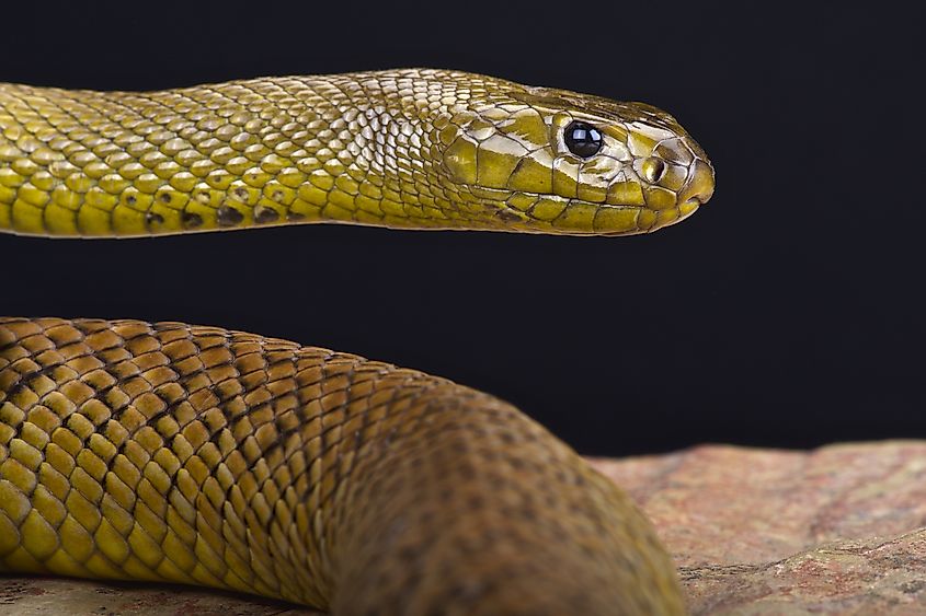 An Inland Taipan