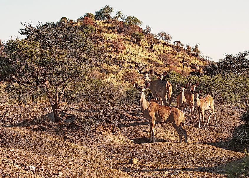 A herd of six female kudu standing alertly in the bush in the evening winter light. Via Shutterstock / Marie-Anne AbersonM