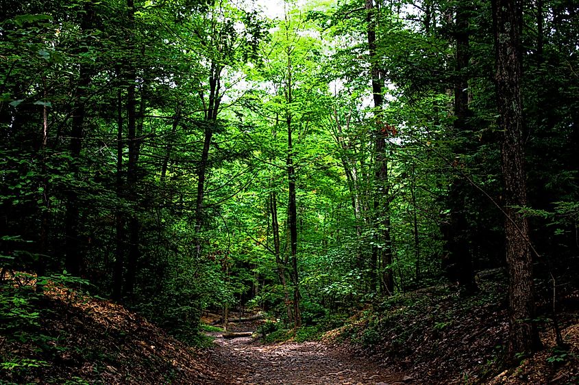 View of a nature trail surrounded by trees at Talcott Mountain State Park