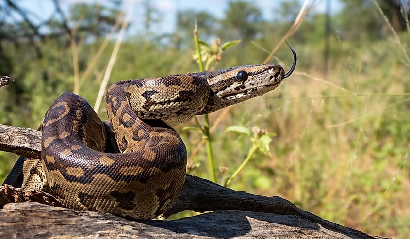 A boa constrictor with intricate patterns rests on a branch in a lush, sunny forest setting.