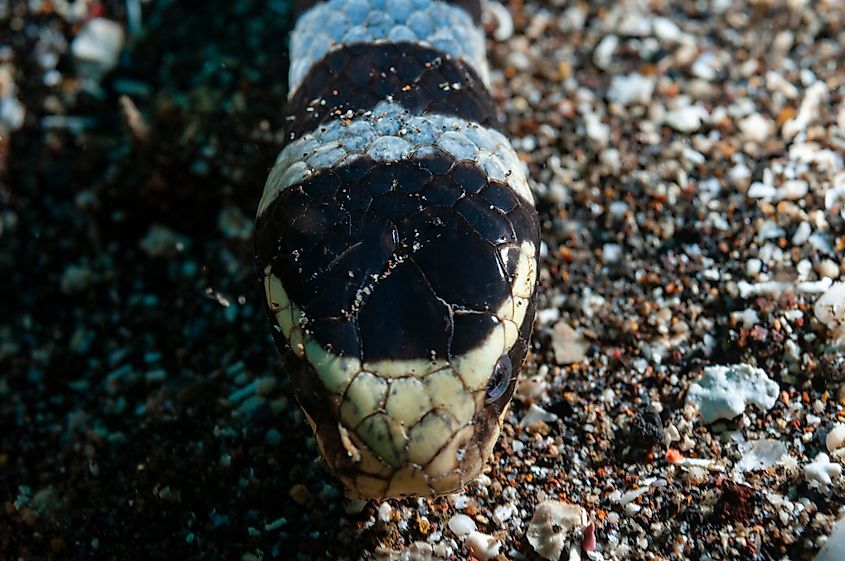 Yellow-lipped sea krait, banded sea krait or colubrine sea krait (Laticauda colubrina) Manado, Indonesia. Via Shutterstock / Jesus Cobaleda.