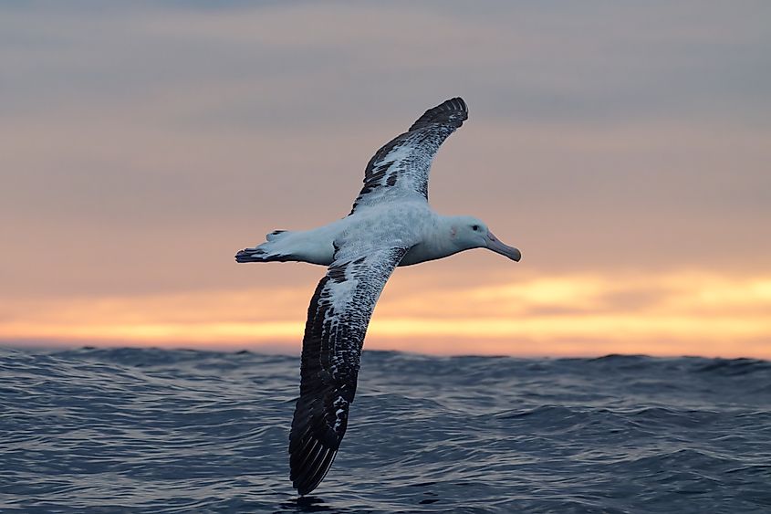 A wandering albatross (Diomedea exulans)