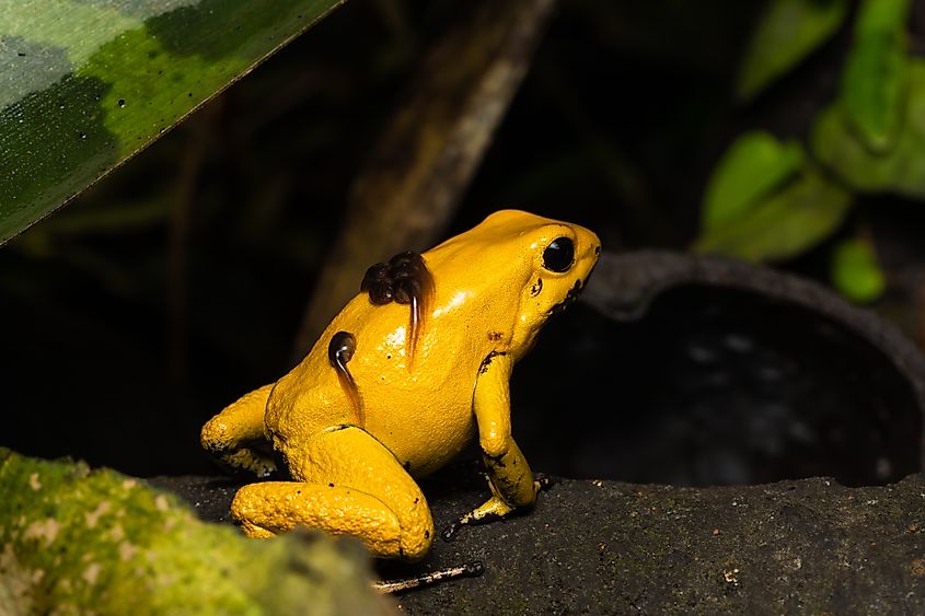 A golden poison frog carrying tadpoles on its back