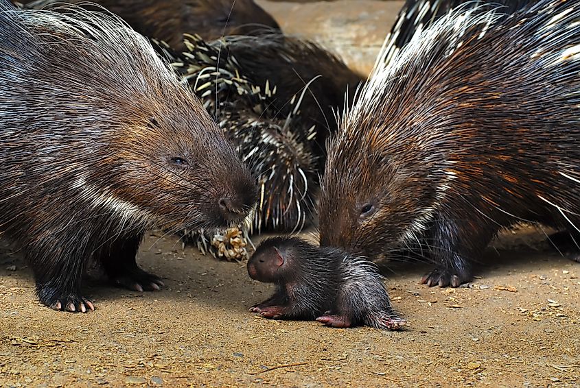 A baby porcupine with its family