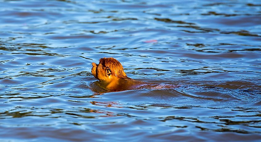 A proboscis monkey swimming across the river
