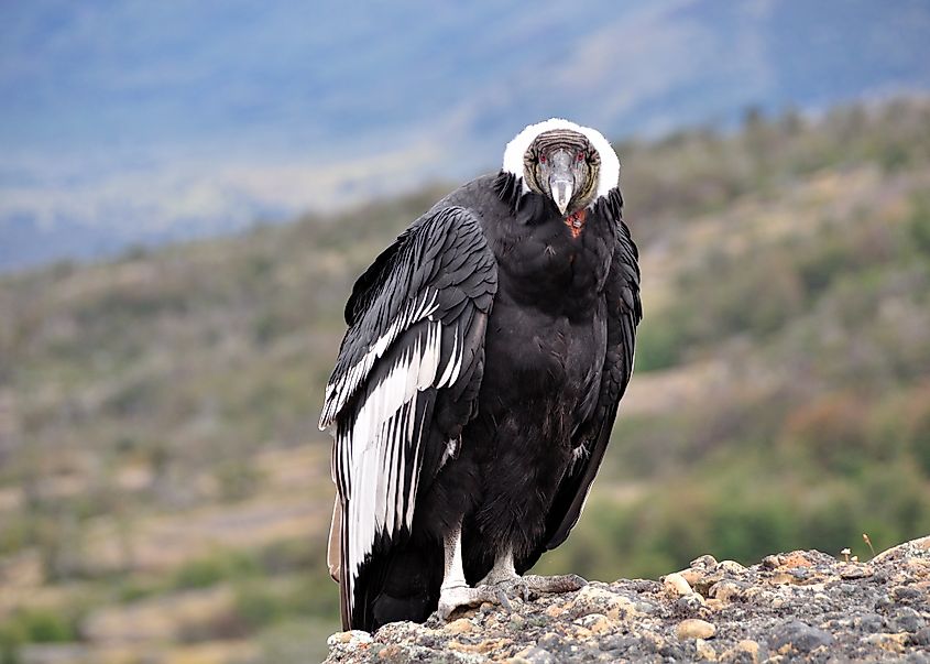 An Andean condor (Vultur gryphus)