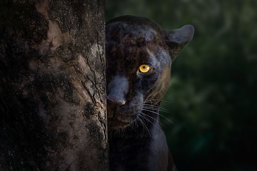 A black panther
