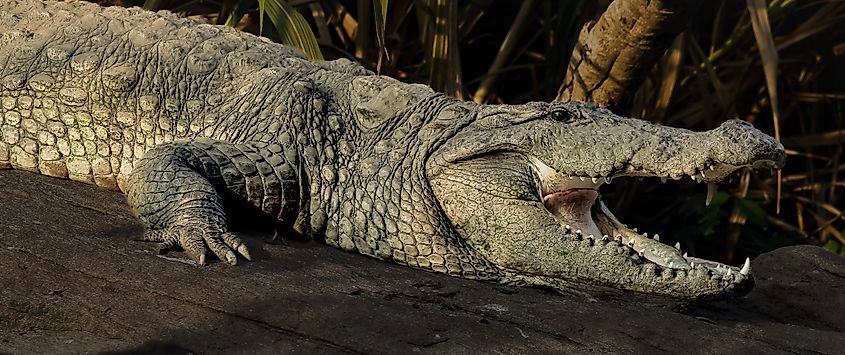 A mugger crocodile (Crocodylus palustris)