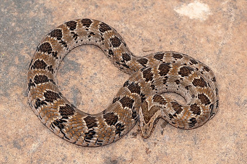 A rhombic night adder (Causus rhombeatus)