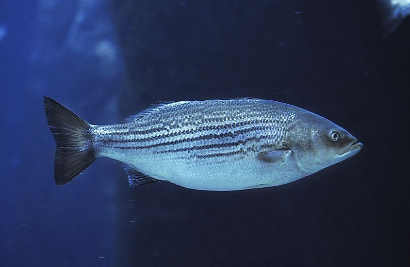 A striped bass (Morone saxatilis)
