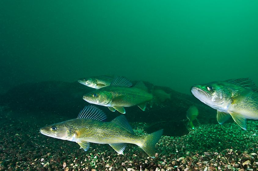Walleye fish (Sander vitreus)