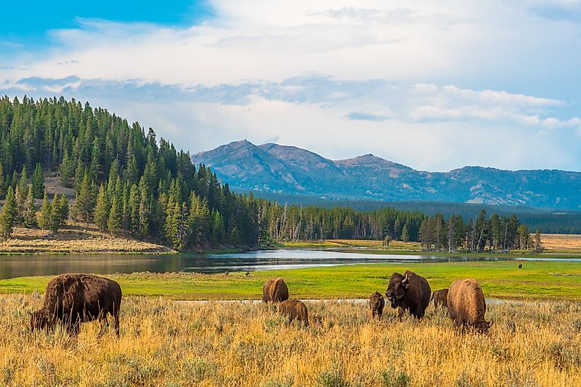 A herd of grazing bison