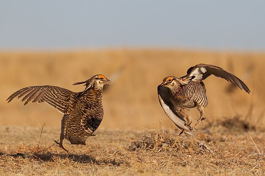 A pair of greater prairie-chickens (Tympanuchus cupido)