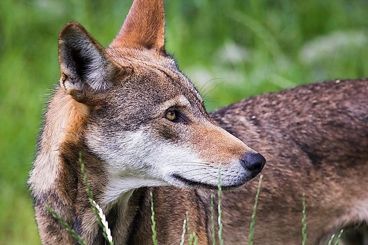 A red wolf