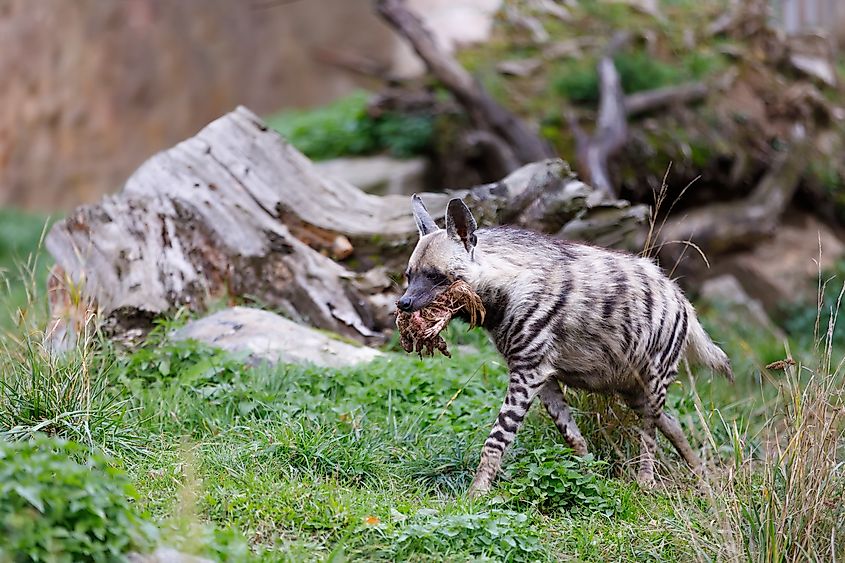 A striped hyena (Hyaena hyaena)