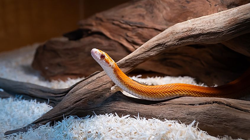 A corn snake (Pantherophis guttatus)