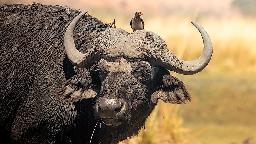 A Cape buffalo (Syncerus caffer caffer)