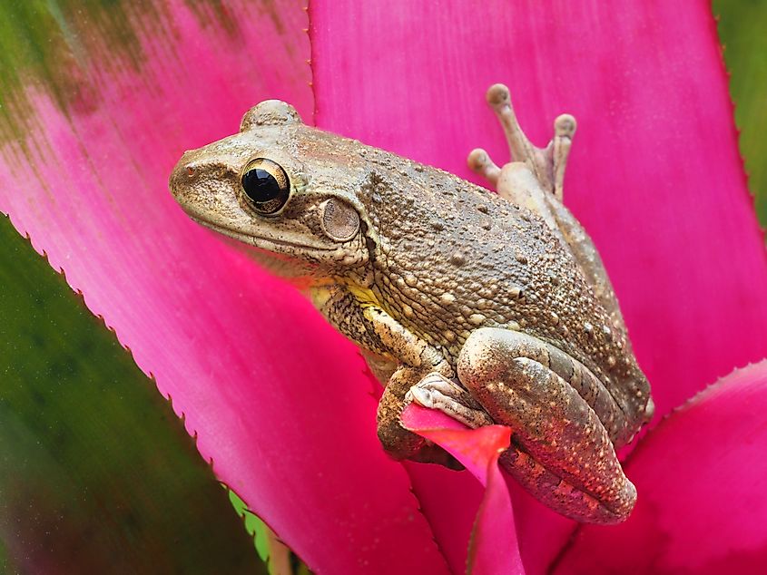 A Cuban tree frog (Osteopilus septentrionalis)